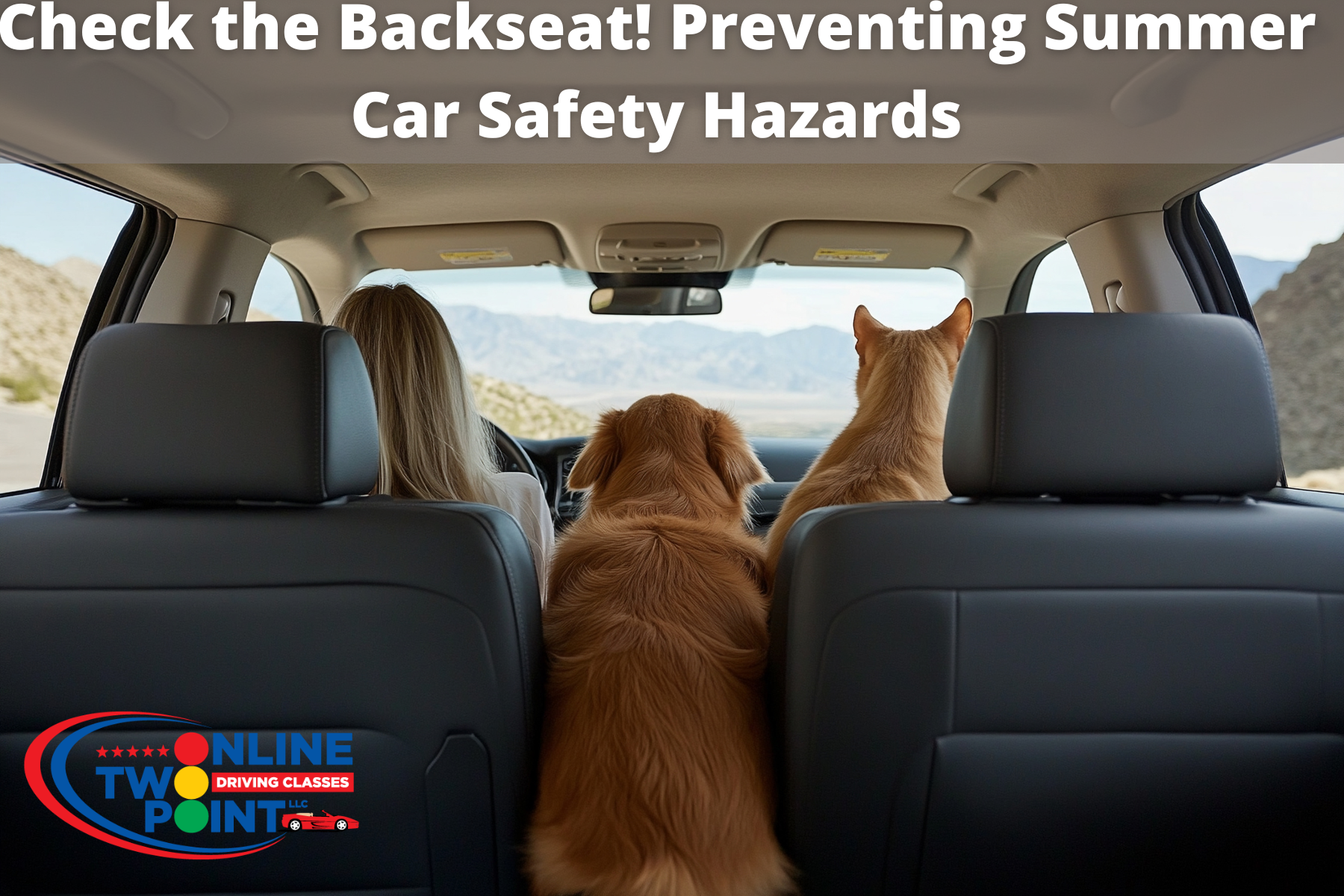 View from the backseat showing two dogs and a person seated.