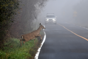 A deer standing near the edge of a foggy road with a car approaching in the background.